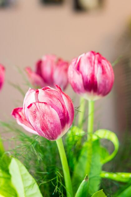 开花一束三朵粉色郁金香的垂直选择性聚焦拍摄三开花花