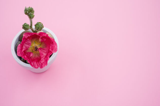 明亮一个粉红色康乃馨花在一个小花盆顶视图 放在一个粉红色的表面角单花盆