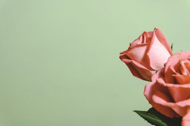 自然特写镜头美丽的花卉与玫瑰在白色背景与复制空间束花花