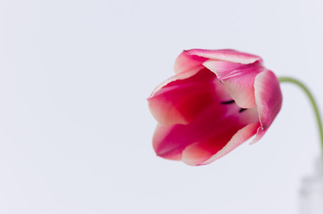 郁金香一个粉红色郁金香花的特写隔离在白色背景与空间为您的文字花瓣粉红色空白