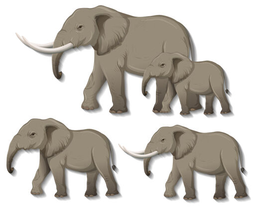 食肉动物白色背景上的一组孤立的大象生物动物环境