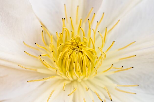 花瓣特写镜头美丽的白色花瓣的野牡丹花花美丽阳光