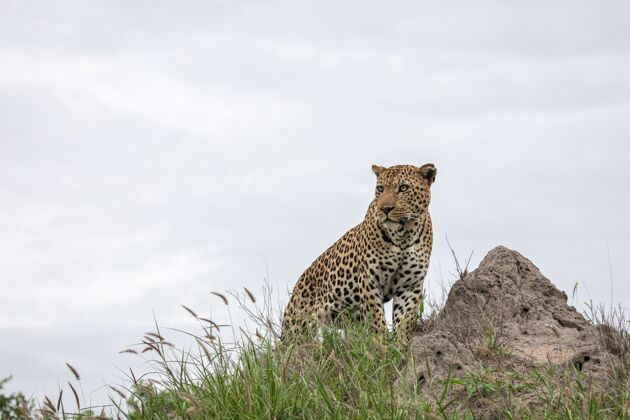 猫一只非洲豹坐在岩石上的特写镜头 灰色的天空毛皮捕食者危险