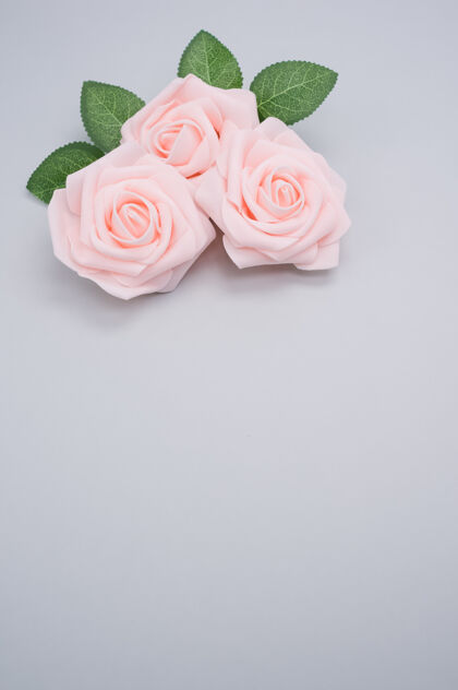 玫瑰粉红色玫瑰的垂直特写镜头 在蓝色背景上与复制空间隔离开花粉红浪漫