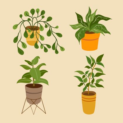 公寓植物有机平面室内植物系列植物绿化盆栽植物