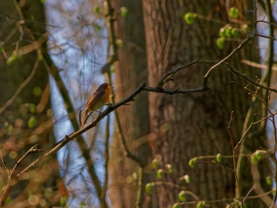树一只欧洲知更鸟栖息在森林树枝上的低角度镜头树叶森林翅膀