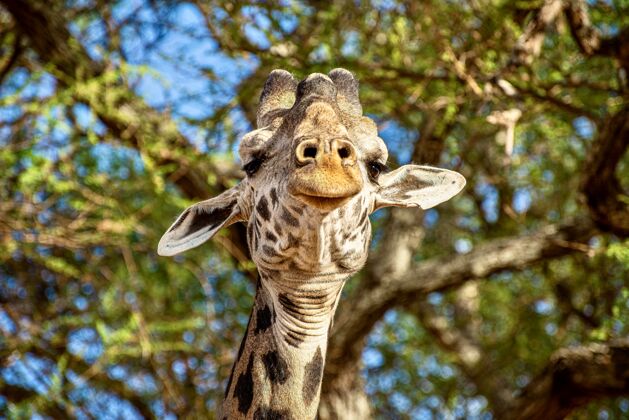 食草动物一只可爱的长颈鹿在绿叶树前的特写镜头高景观高