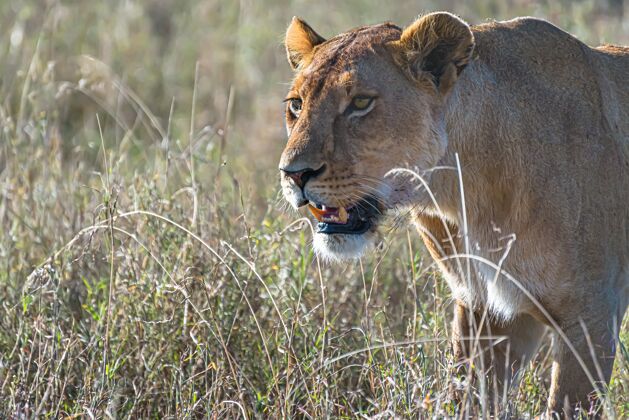 野兽愤怒的母狮子在荒野的草地上寻找猎物大草原猎物濒危