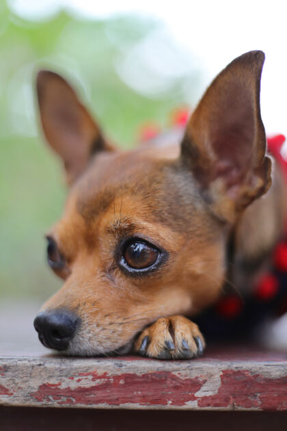 毛茸茸的特写一只吉娃娃狗把脸靠在爪子上 同时背对着镜头小狗悲伤野生动物