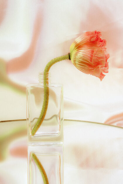 女性透明玻璃花瓶里的粉红色罂粟花自然树叶植物
