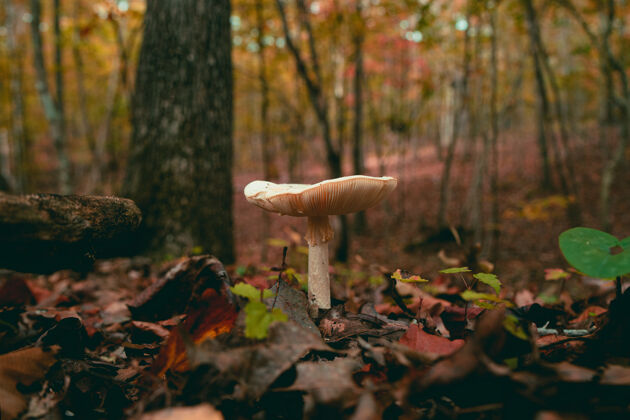 真菌森林里生长的蘑菇的特写镜头木花叶