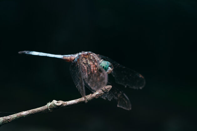 翅膀一只蜻蜓栖息在树枝上的特写镜头 黑色背景美丽野生背景