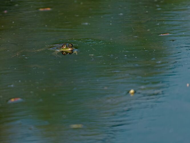 湖泊高角度特写镜头的可食用青蛙Pelophylaxesculentus在湖上潮湿森林河流