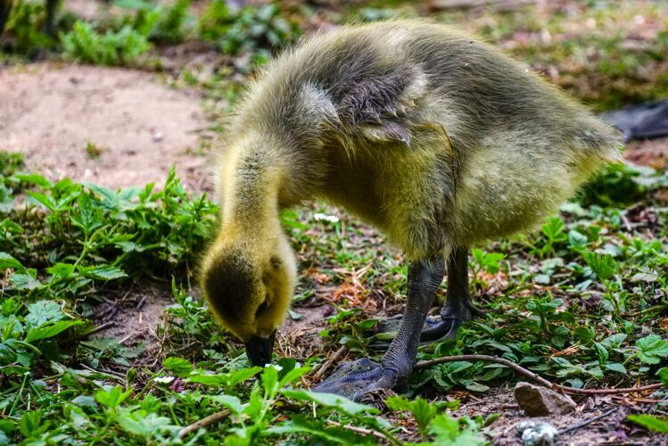 动物一只黄色鸭子站在绿树丛中吃东西的特写镜头脖子头草