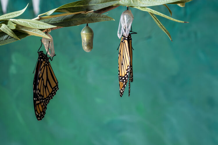 毛虫两只帝王蝴蝶在蛹上晾翅膀君主变化生物
