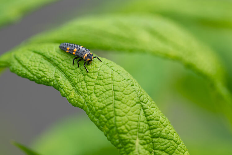 野生动物绿叶上瓢虫毛虫的特写镜头植物生态系统物种
