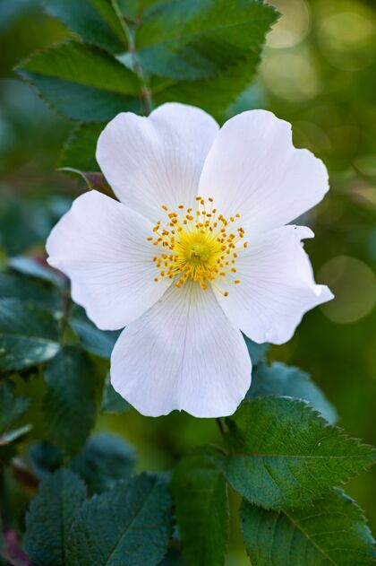树枝一个美丽的白色野生玫瑰垂直特写镜头新鲜花蕾公园