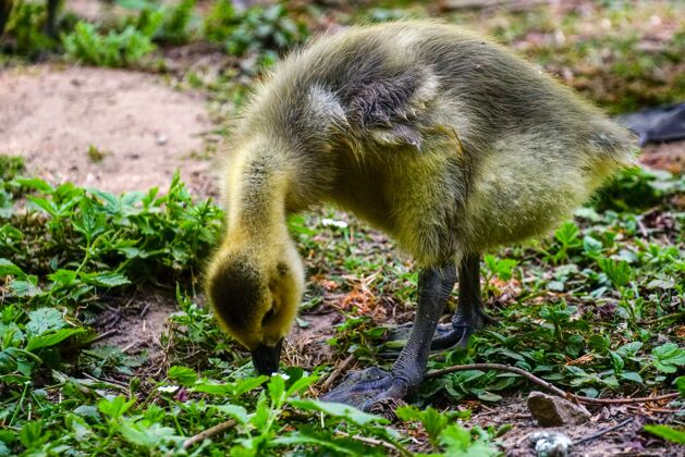 动物一只黄色鸭子站在绿树丛中吃东西的特写镜头脖子头草