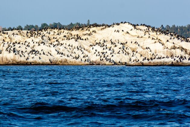 海岸海边岩石山上的企鹅们海岸天空企鹅