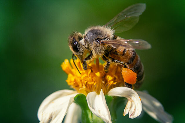 关闭蜜蜂在洋甘菊花上的特写镜头苍蝇花有机