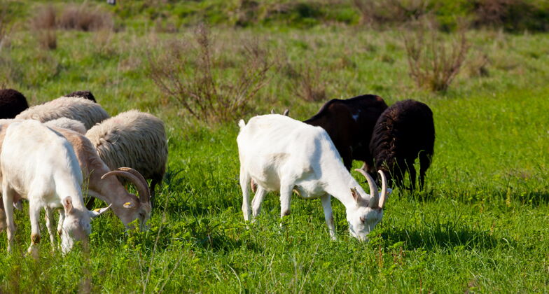 地面山羊和绵羊在晴天吃草饲料羊毛草