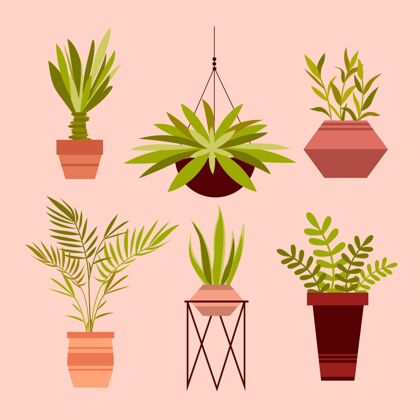 室内植物有机平面室内植物系列有机平面植物收集室内植物收集
