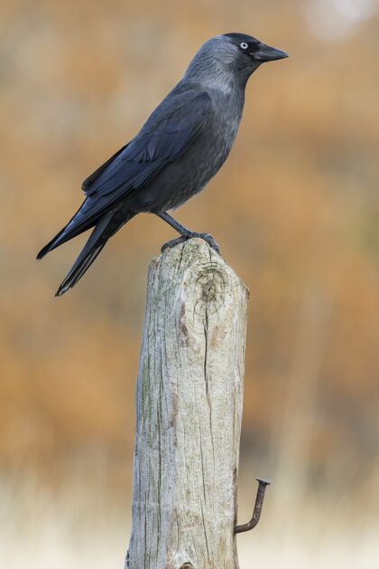 剪影一只美丽的乌鸦坐在木头上的垂直选择性聚焦镜头乌鸦哥特式乌鸦