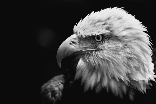 肖像一只美国秃鹰在黑暗背景下的特写灰度照片头脸鸟类
