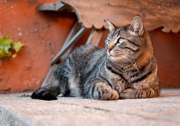 脊椎动物一只猫坐在地上黑白相间的特写镜头小有趣家养