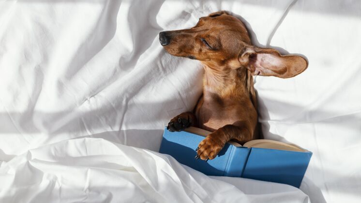 横向狗和书睡在床上文学可爱信息