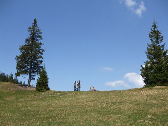 白色低角度拍摄的三个男性在草地上与高大的树木在白天天空阳光人