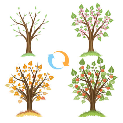 生长苹果树季节性循环绘画季节符号