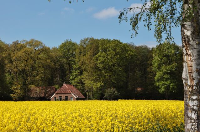草地在荷兰的一片花草树木覆盖的田野里 可以看到一座美丽的房子蓝色自然木头