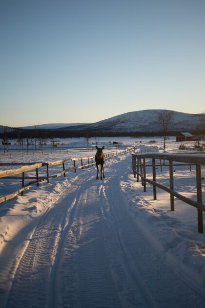 雪在瑞典北部的雪乡散步的农场动物湖泊黎明草