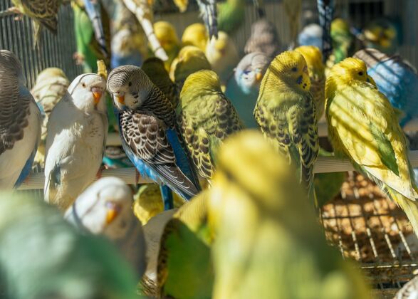 绿色鸟笼里五颜六色的美丽鹦鹉的特写镜头情侣白色鹦鹉