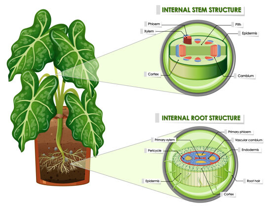 外部显示茎和根结构的图表卡通细胞病理学