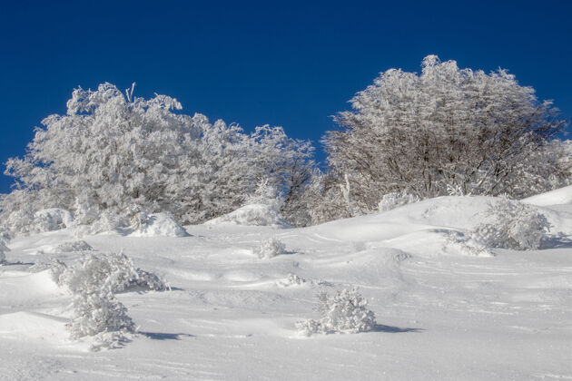 木头冬天白天的森林被雪覆盖了冬天天空乡村