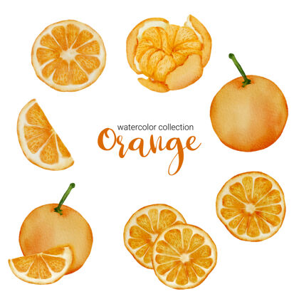 切割橘子在水果水彩收藏 水果和切片 并切成两半充分叶子橙色水果绘制
