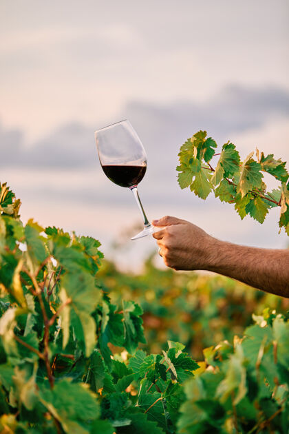 农业一个人拿着一杯葡萄酒在阳光下的葡萄园垂直拍摄垂直水果葡萄