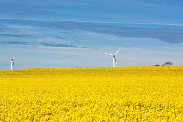 天空背景是两个风力涡轮机的油菜田土地草地环境