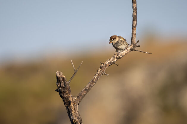 野生动物选择性聚焦拍摄一只西班牙麻雀在树枝上麻雀动物分支