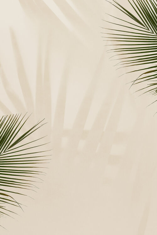 米色背景米黄色背景上的新鲜棕榈叶阴影棕榈叶空白空间