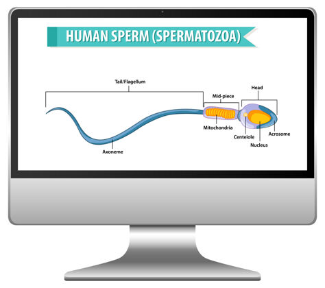 计算机电脑屏幕上的人类精子图图表细胞卡通