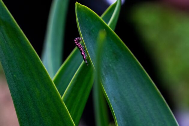 马耳他在马耳他乡下 粉红色和黑色的萤火虫幼虫挣扎着从植物的叶子上爬下来行走马耳他野生动物伸展