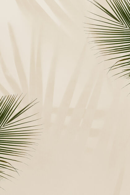 米色背景米黄色背景上的新鲜棕榈叶阴影棕榈叶空白空间