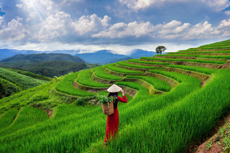 帽子在泰国清迈的班巴邦片的稻田里 穿着越南传统文化的亚洲女人夏天衣服自然
