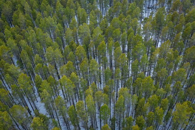 高大冬季鸟瞰一片绿树成荫的森林秋天雪霜冻