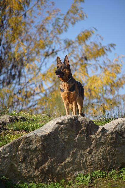 爱一只德国牧羊犬站在石头上的垂直特写镜头狗狗年轻