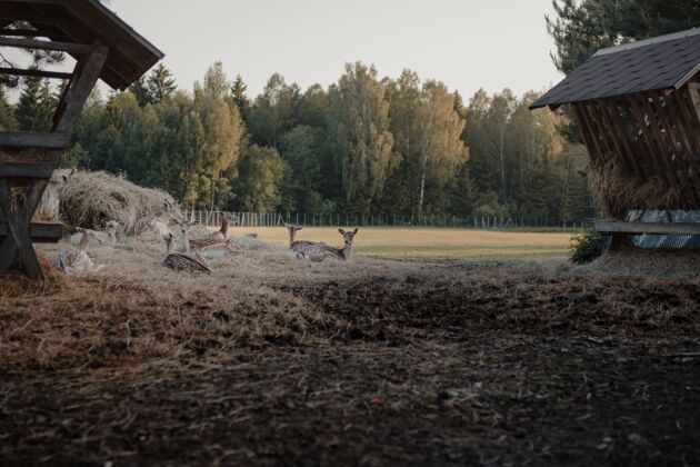 农田选择性聚焦拍摄农田中的白尾鹿狩猎雄鹿家养