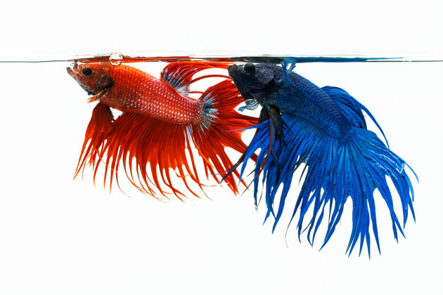 暹罗蓝色和红色的贝塔鱼 白色背景上孤立的斗鱼豪华斗鱼服装